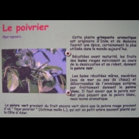 Poivrier, Piper nigrum L. (texte)